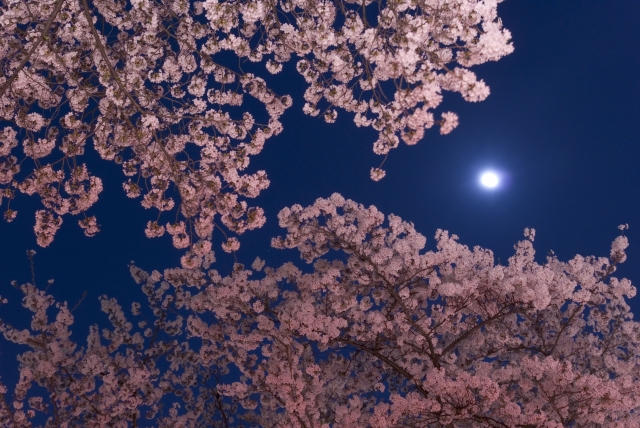 造幣局の夜桜